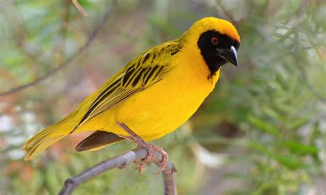  The Weaver Bird - An Ancient Tale Weaving Threads of Community and Resilience